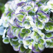 Hydrangea macrophylla Magical Revolution blue 3
